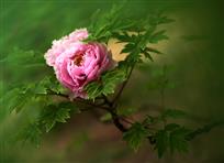 花卉