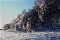 雪松
