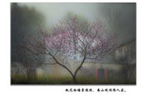 春桃晓雨隐人家
