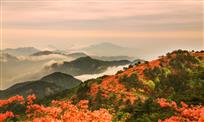 《花开大别山》