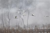 雪之舞