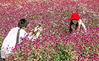与花争艳