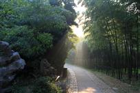 竹林晨曦