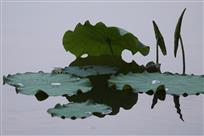 ‘荷’谐对称
