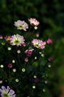 花蕊盈枝