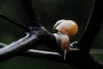 蜗牛