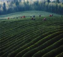 雾中采茶