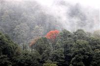 大好河山一点红