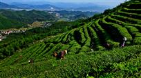 采摘有机茶