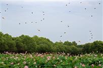 荷池欢歌