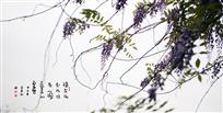 一园蔓藤似云飞