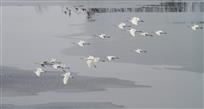 融