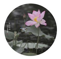 荷塘细雨