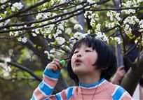 幸福的花儿