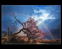 又见彩虹落桃花