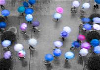 雨中花