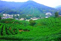 龙井问茶