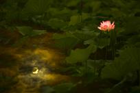 花羞月