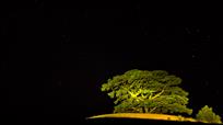 《古树的夜晚》组图