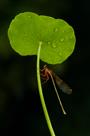 金钱草在雨中