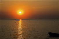 夕阳红