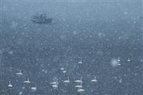 傲雪