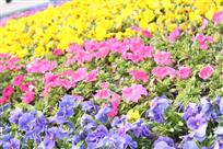 花海