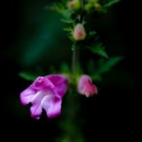 一花一世界