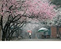 四月雪