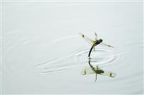 蜻蜓点水