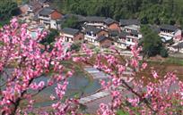 《桃花三月》
