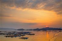 夕阳红