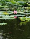 出水芙蓉