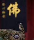 《向佛》