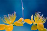 花之恋