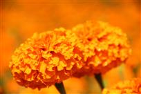 花痴