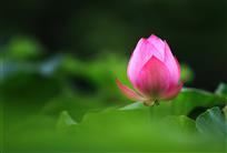 独秀