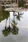 水中花