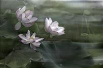 高洁
