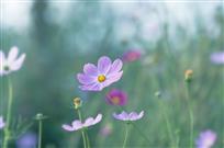风中波斯菊