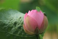 《荷花寿桃》