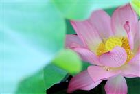 闭月羞花