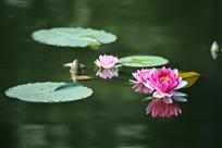 出水芙蓉