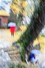 秋雨落叶图（摇摄）