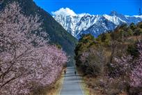 波密桃花沟
