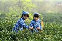 采茶姑娘