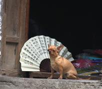 狗为孔明扇代言