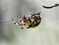 蜘蛛