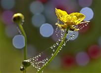 露与花