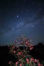 星空下的红黄紫